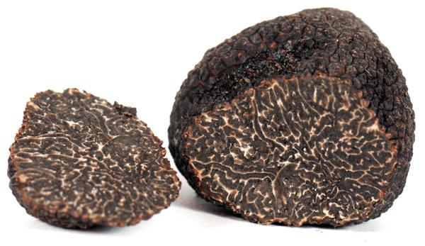 Verse winter truffel (Tuber Melanosporum vitt.)